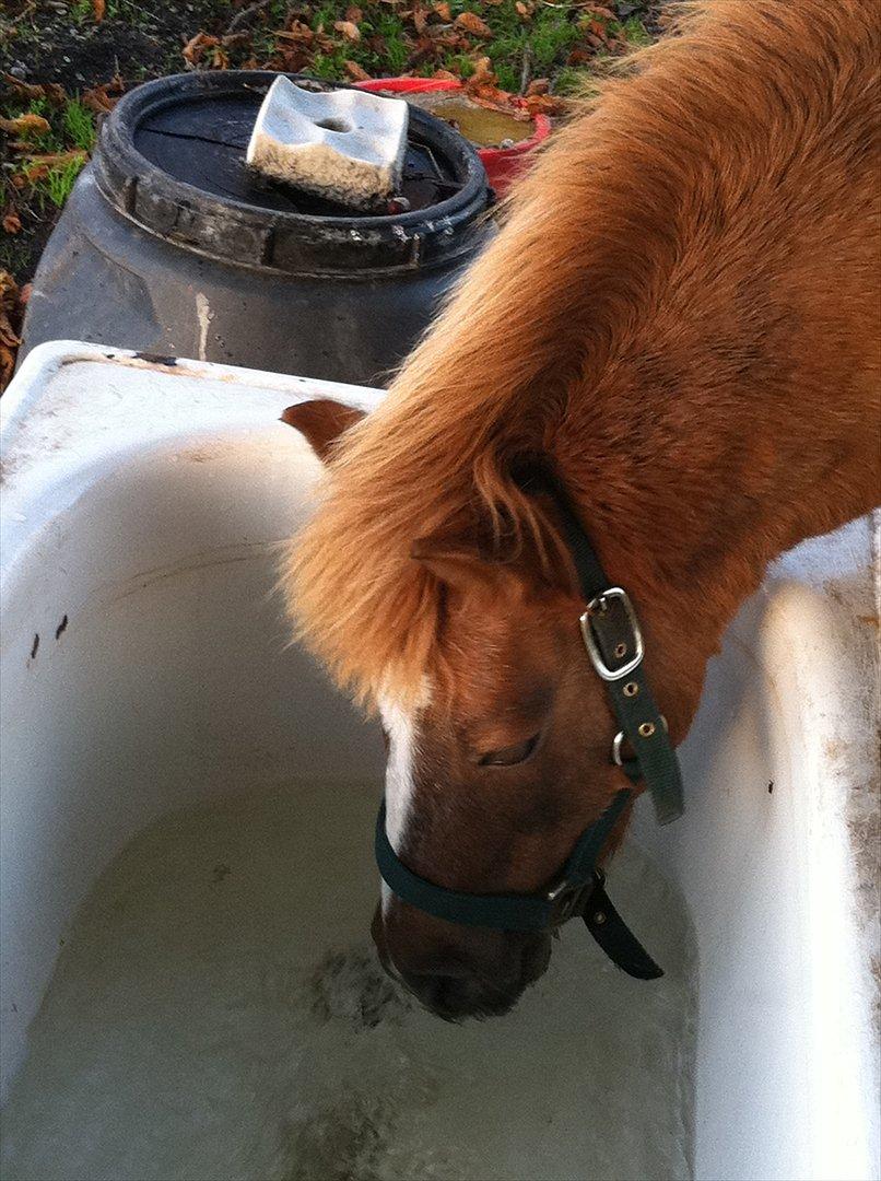 Shetlænder Sandagers Django billede 17