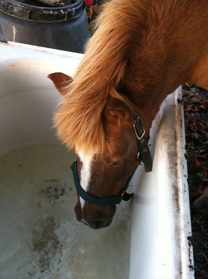 Shetlænder Sandagers Django billede 18
