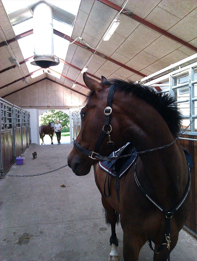 DSP Con Tender billede 4