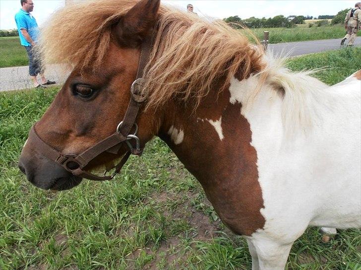 Shetlænder Klavs - Hej derude.
Og velkommen til lille Klavs' profil :) billede 3