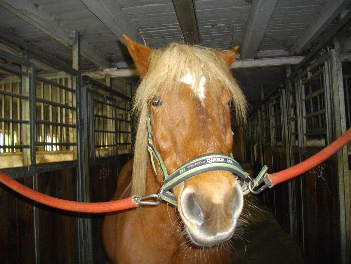Haflinger Basse - Har du ikke nogle godbid? billede 2