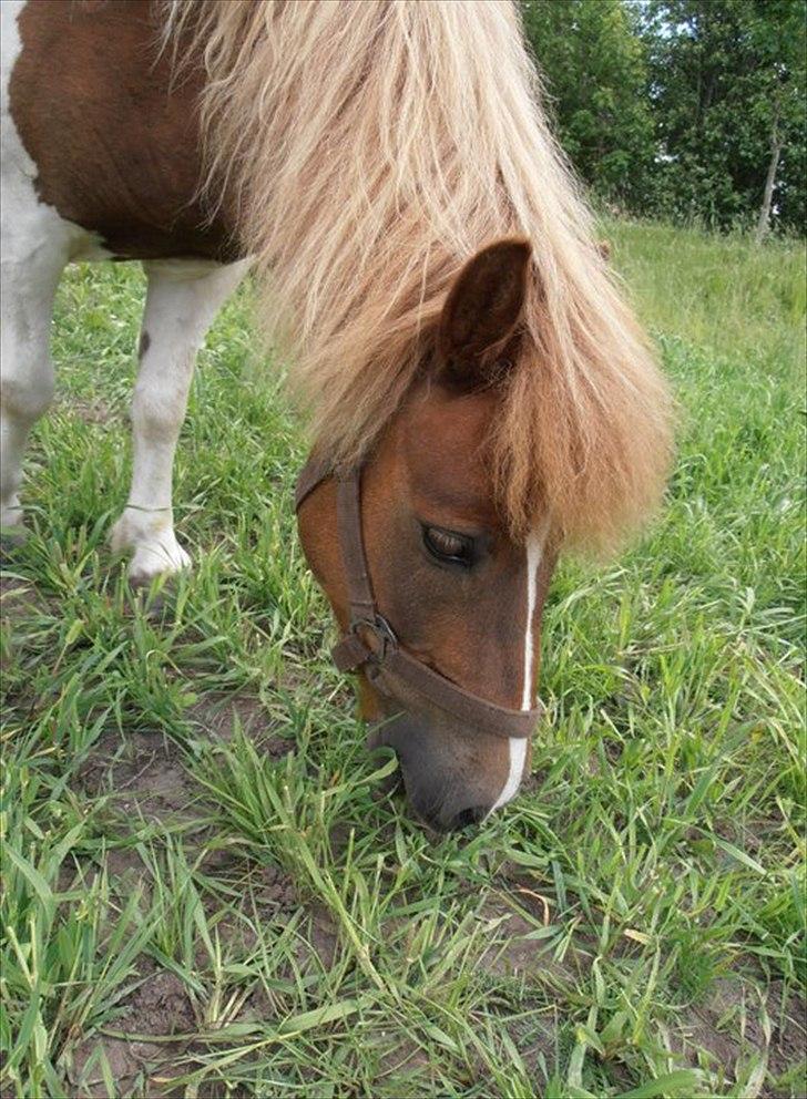 Shetlænder Klavs - Hans flotte hovede ;) billede 7
