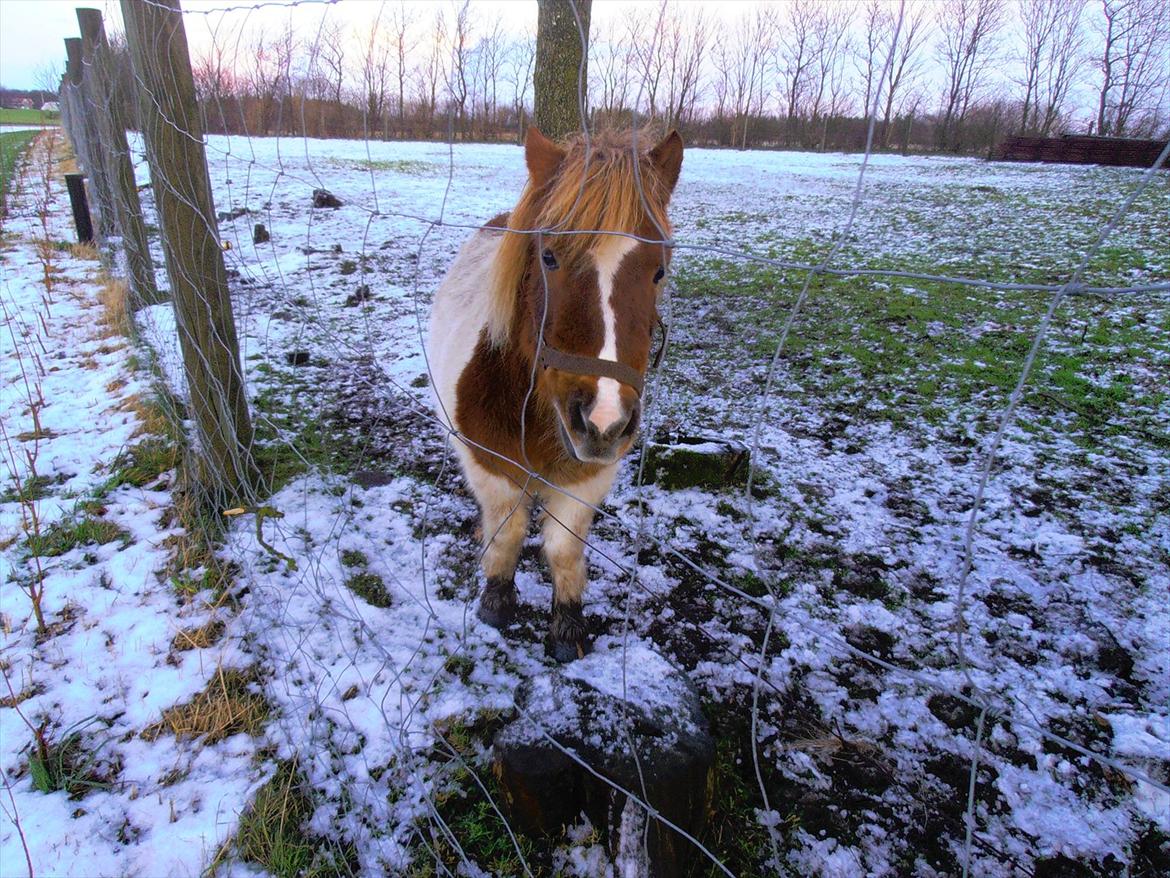 Shetlænder Klavs - Fine vinter pony :P billede 9