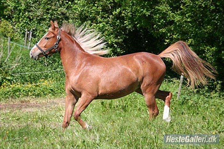 Anden særlig race Isabella - hun er bare lækker billede 1