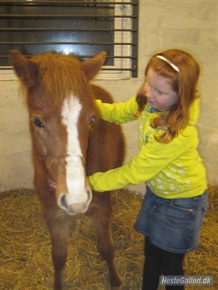Anden særlig race Isabella - første dag hos os billede 2