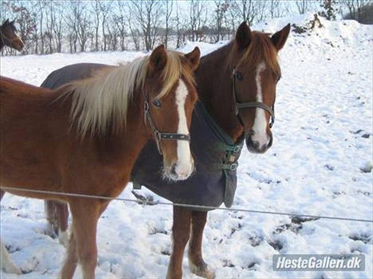 Anden særlig race Isabella - to gode venner på tur :-) billede 3