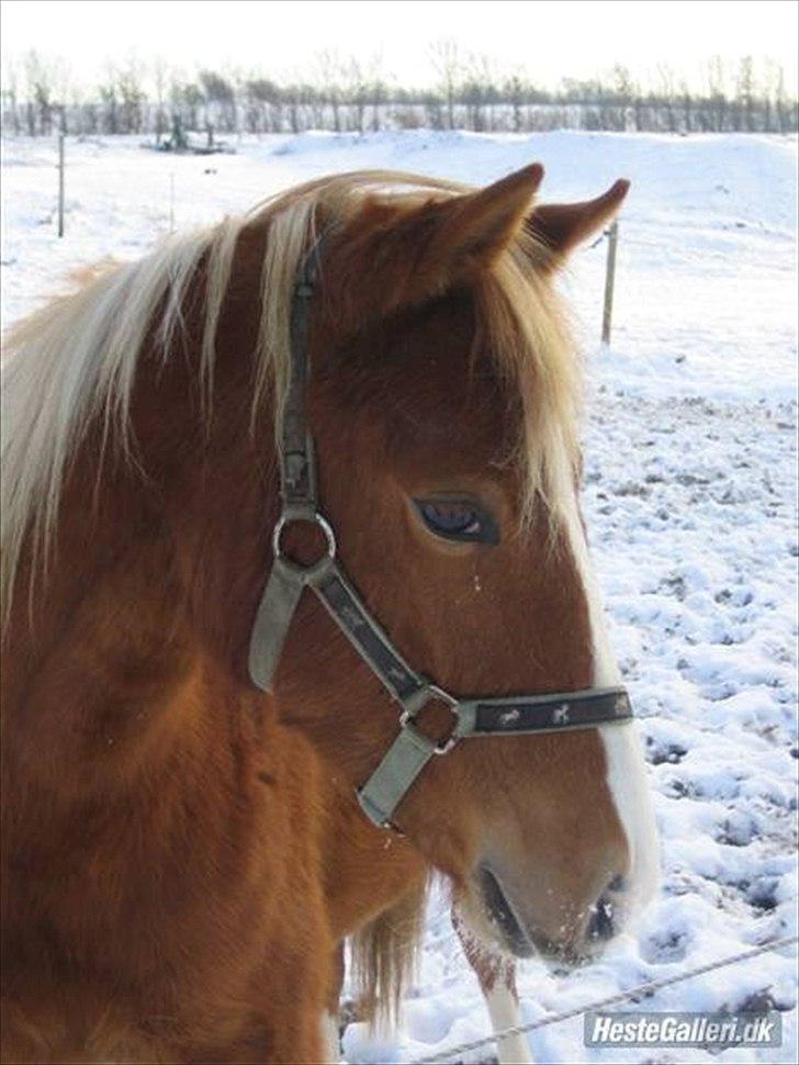 Anden særlig race Isabella - nurrh billede 4