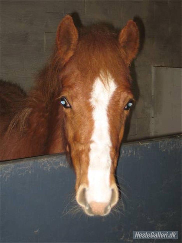 Anden særlig race Isabella - følle bølle :-) billede 5