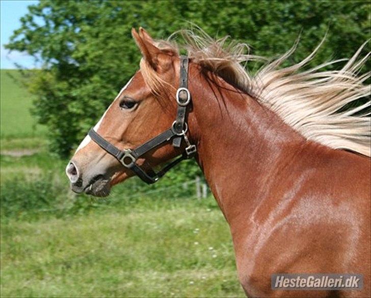 Anden særlig race Isabella - hun er bare lækker billede 7