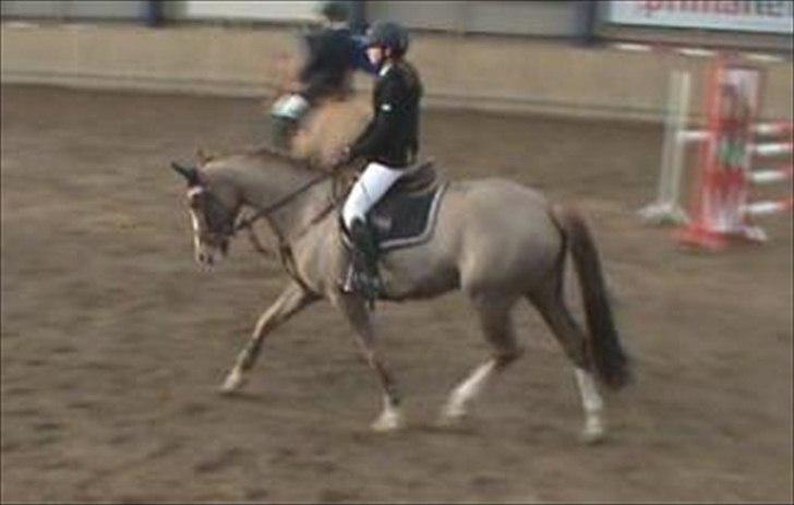 Dansk Varmblod Fairplay billede 13