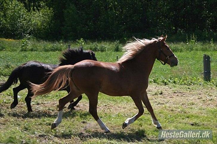 Anden særlig race Isabella - lidt lækker hed ses der .-) <3 billede 8