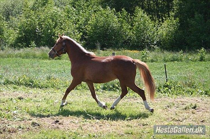 Anden særlig race Isabella - og se en lækker trav :-) <3 billede 9