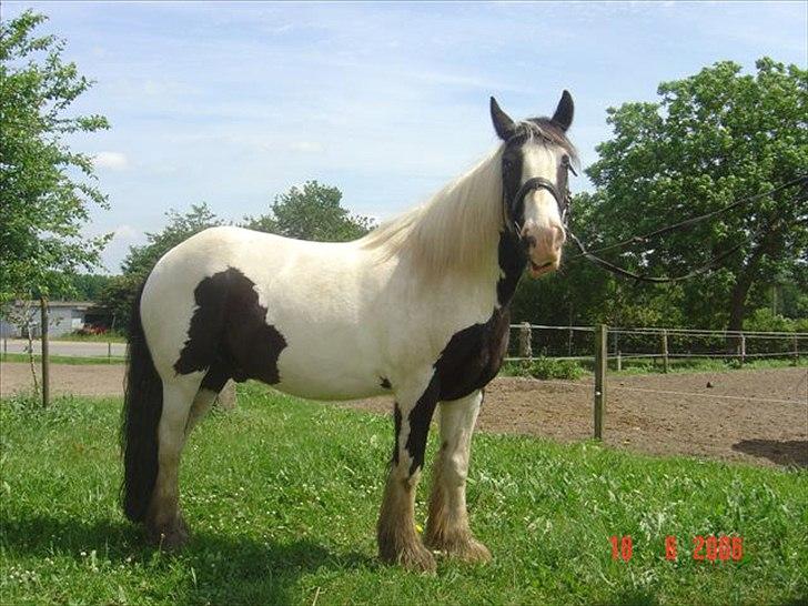 Tinker Nico - smil :-) billede 1