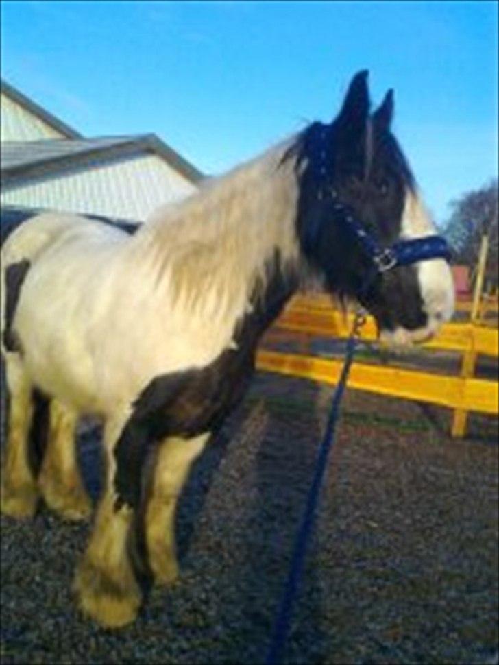 Tinker Nico - hov hvad sker der over på folden  billede 3