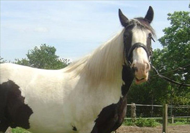 Tinker Nico billede 4