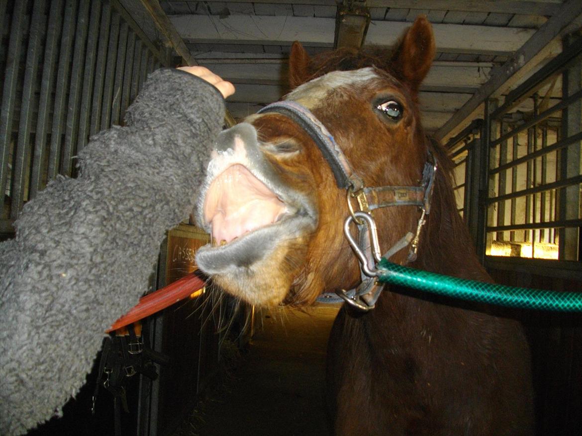 Anden særlig race Tim. <3(red :-'( ) - Tim kan smile på komando <3 

(Foto lillesøs) billede 12