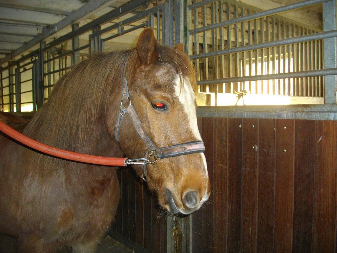 Anden særlig race Tim. <3(red :-'( ) - Han er så flot på det billede <3 

(Foto mig) billede 14