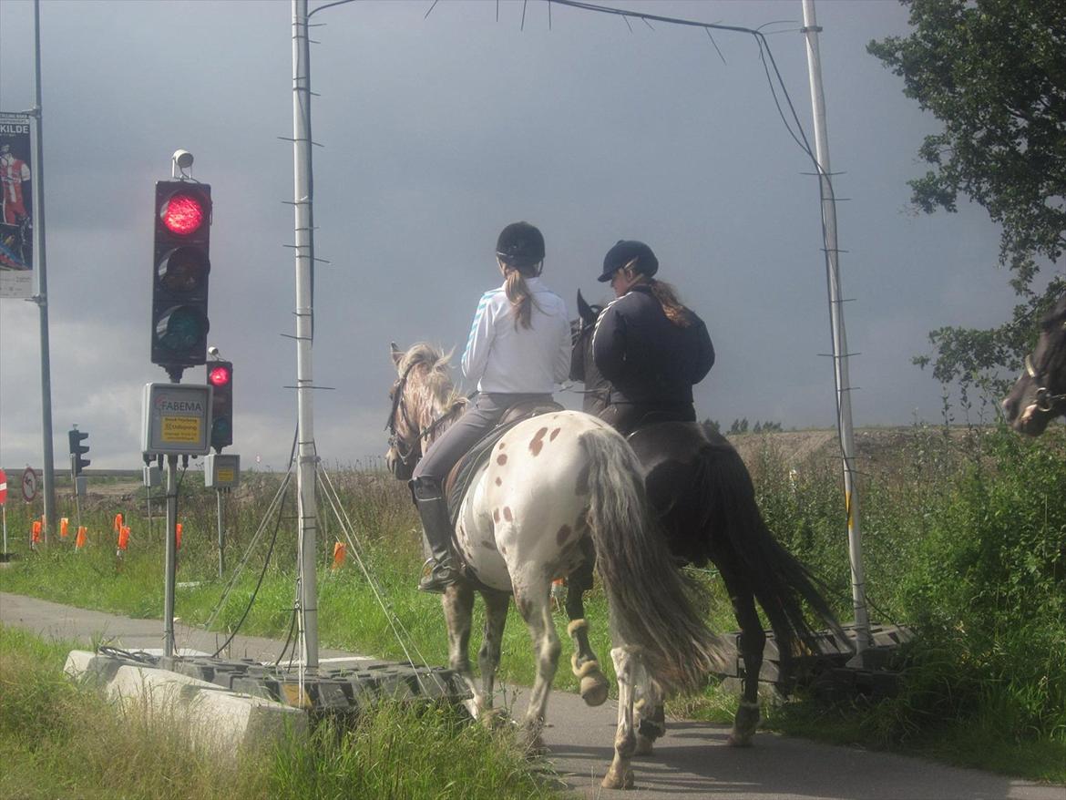 Anden særlig race MISS JOKER BLAZE † R.I.P † billede 18