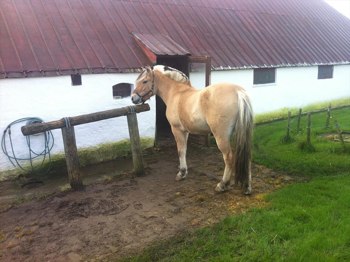 Fjordhest Ferrari - Ferrari, foran min morfars gård, dog skal han flyttes hjem til mig, da vi flytter på landet!!!(y) billede 14