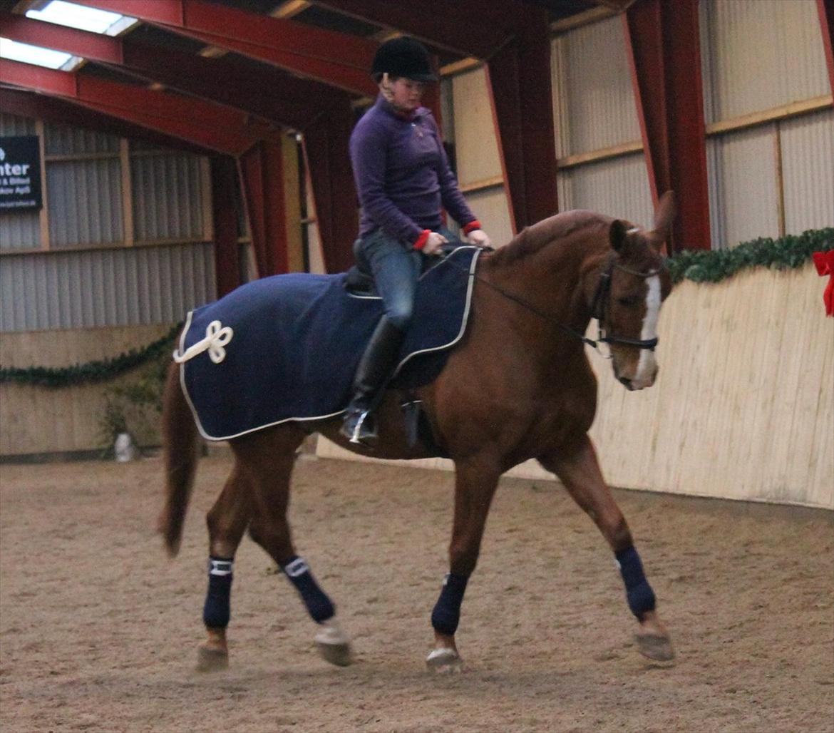 Dansk Varmblod Atlet  - Foto: Jeanni Nielsen  billede 17