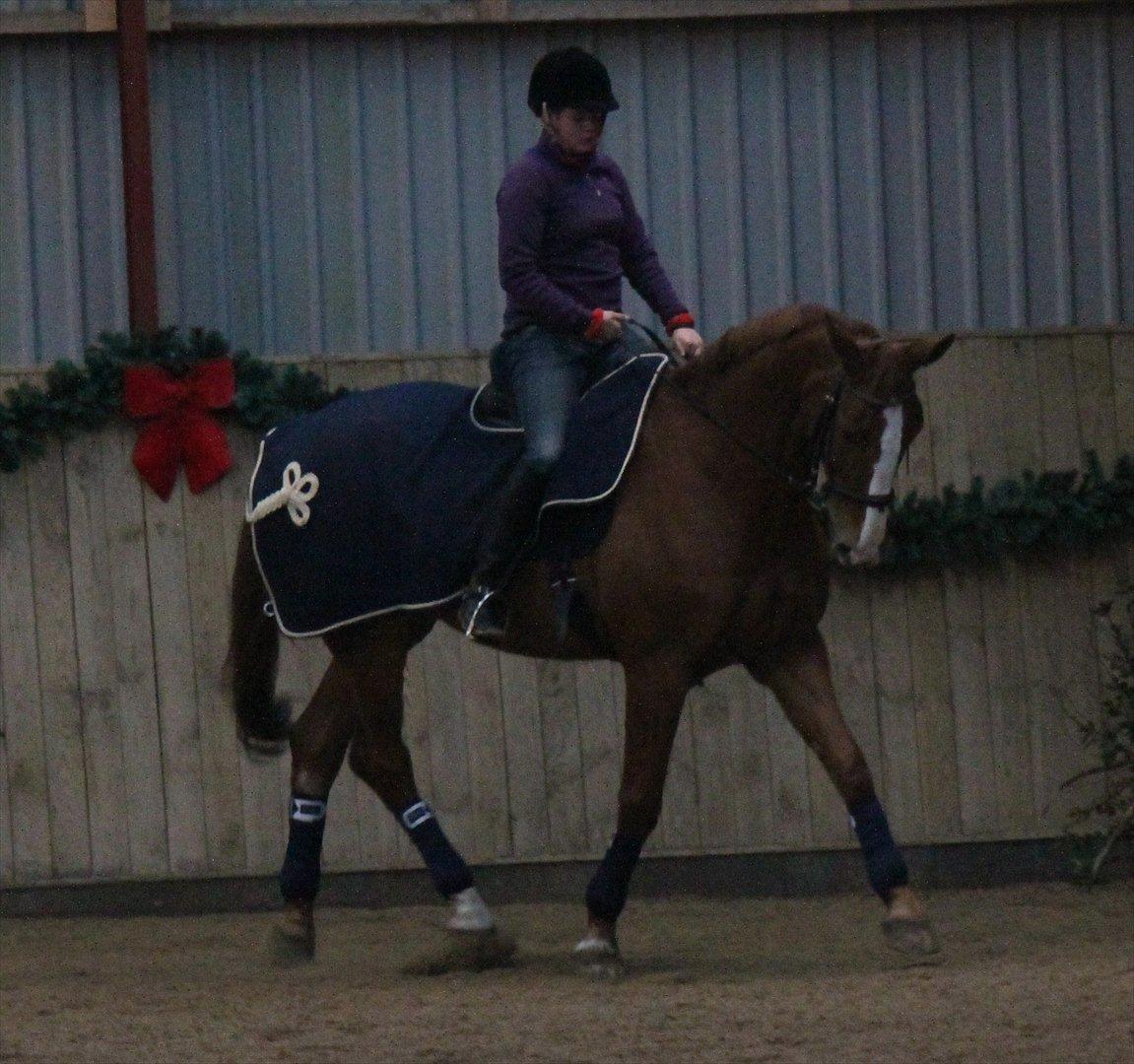 Dansk Varmblod Atlet  - Foto: Jeanni Nielsen  billede 18