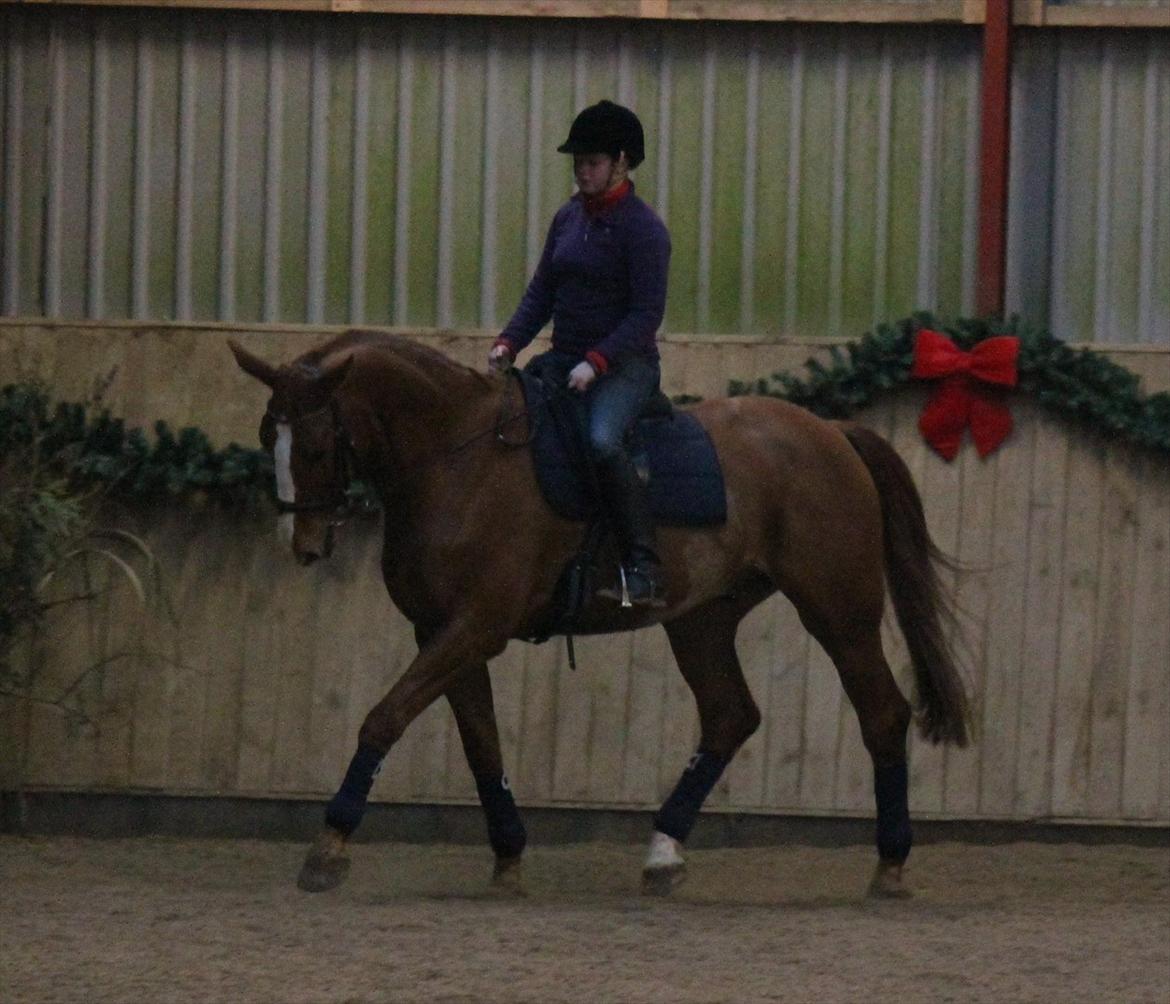 Dansk Varmblod Atlet  - Foto: Jeanni Nielsen  billede 1