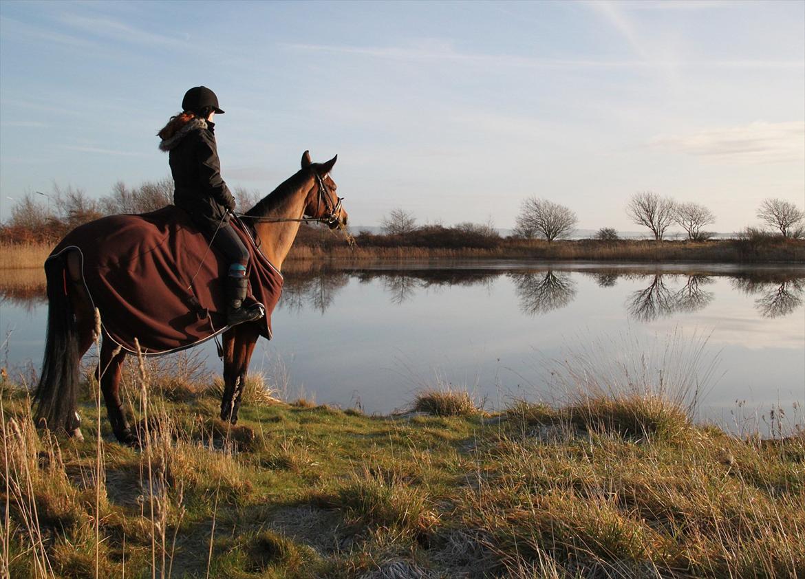 Dansk Varmblod Alicia - Dejlig nytårstur 2011 med smuk udsigt ;) billede 1
