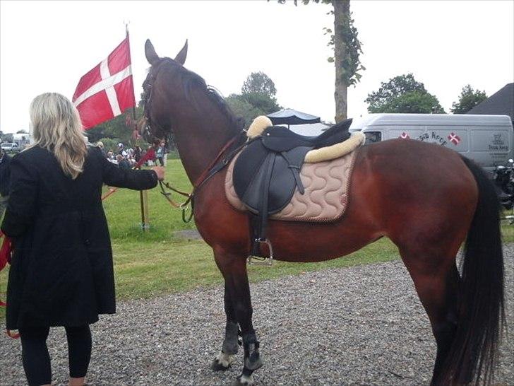 Anden særlig race Avanti SOLGT :( billede 5