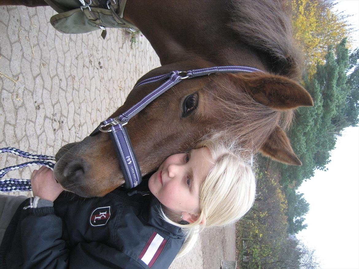 Hollandsk Sportspony Moonlight Shania - Mig Sofie og Shania billede 1