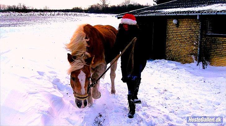 Haflinger Rico mit problembarn! R.I.I :,( !!!! - 7.
Fordi venner gør tingene sammen!
løfter ben i det smukke julesnevejr!! <3      (juleaften) billede 7