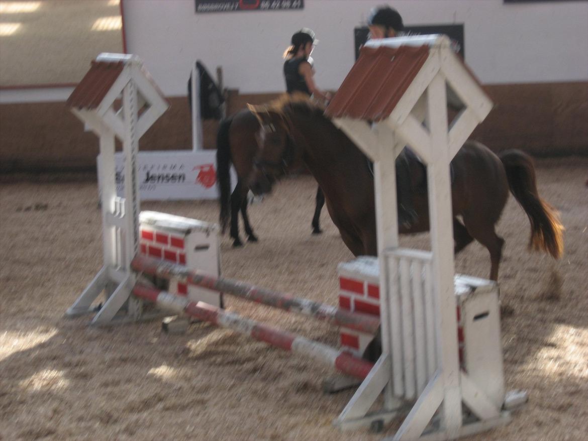 Hollandsk Sportspony Moonlight Shania - Her er vi til en af vores 1. springtimer billede 3