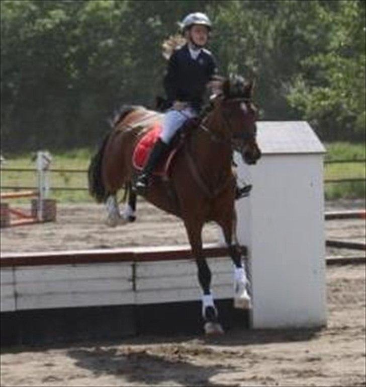 Hollandsk Sportspony Kira billede 8