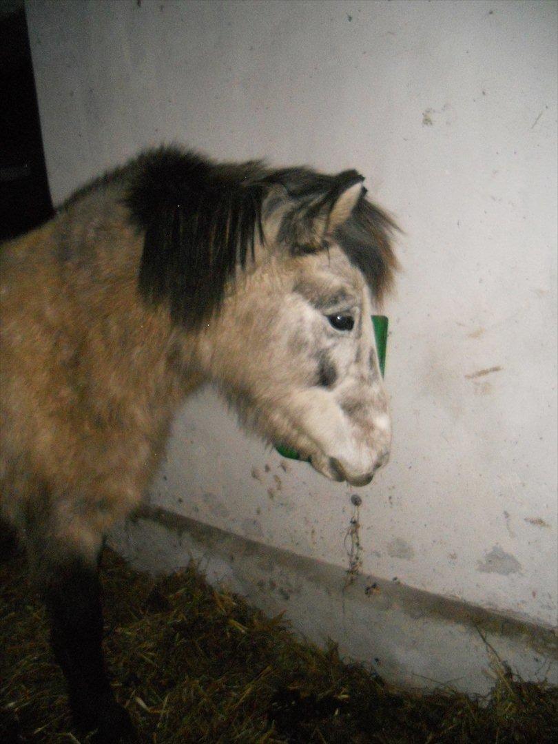 Islænder Freyja Fra Stenbjerg  billede 6