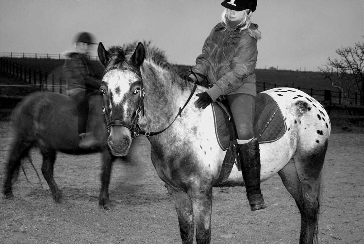 Knabstrupper Freddy <3 billede 8