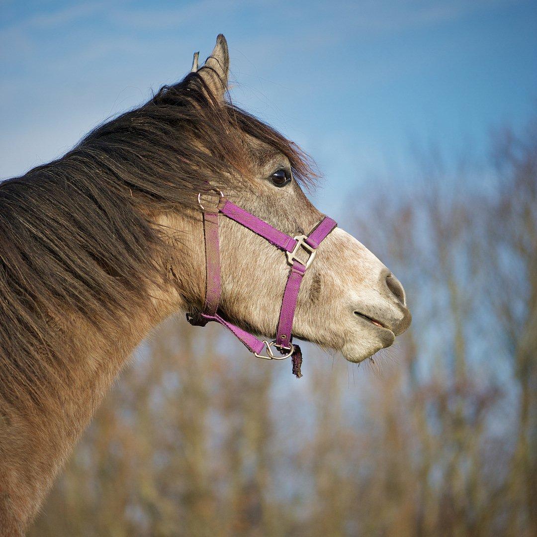 Arabisk fuldblod (OX) Marsien billede 16