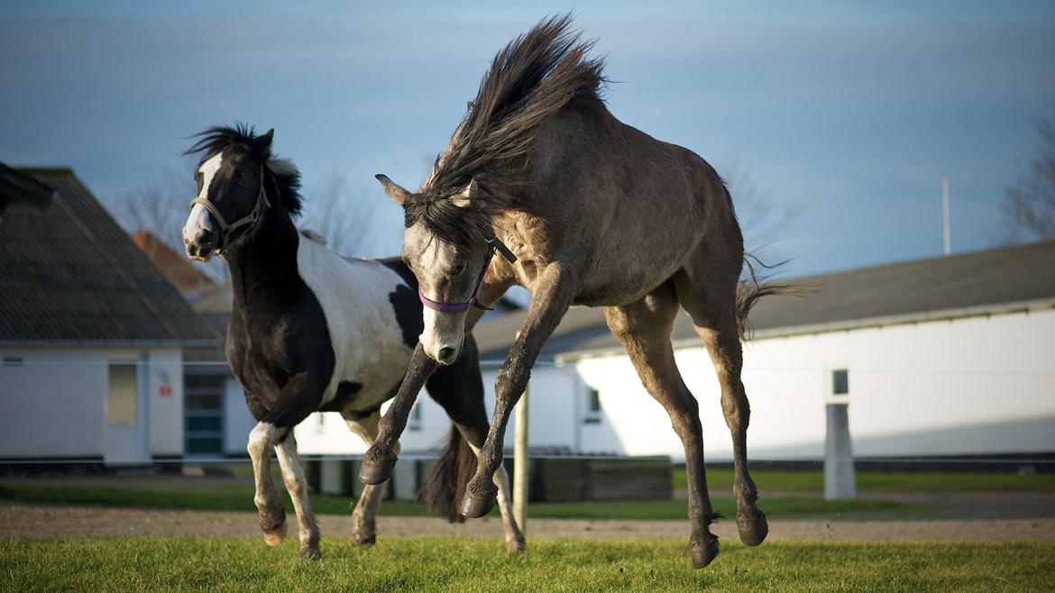 Arabisk fuldblod (OX) Marsien - Marsien i hopla, sammen med Donna billede 3