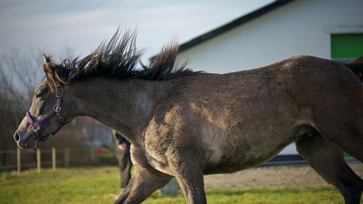 Arabisk fuldblod (OX) Marsien billede 4