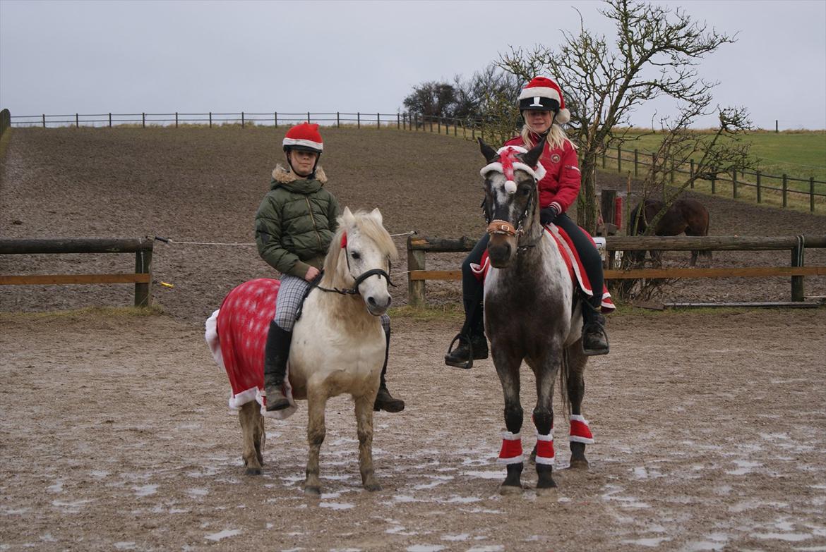 Knabstrupper Freddy <3 - Juleoptog 2011. :-) billede 4