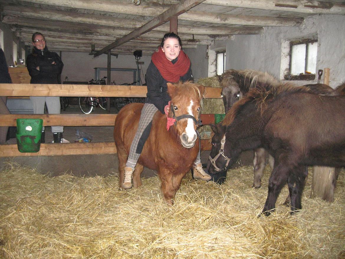 Shetlænder Ronja  - Lille, men stærk!  billede 18