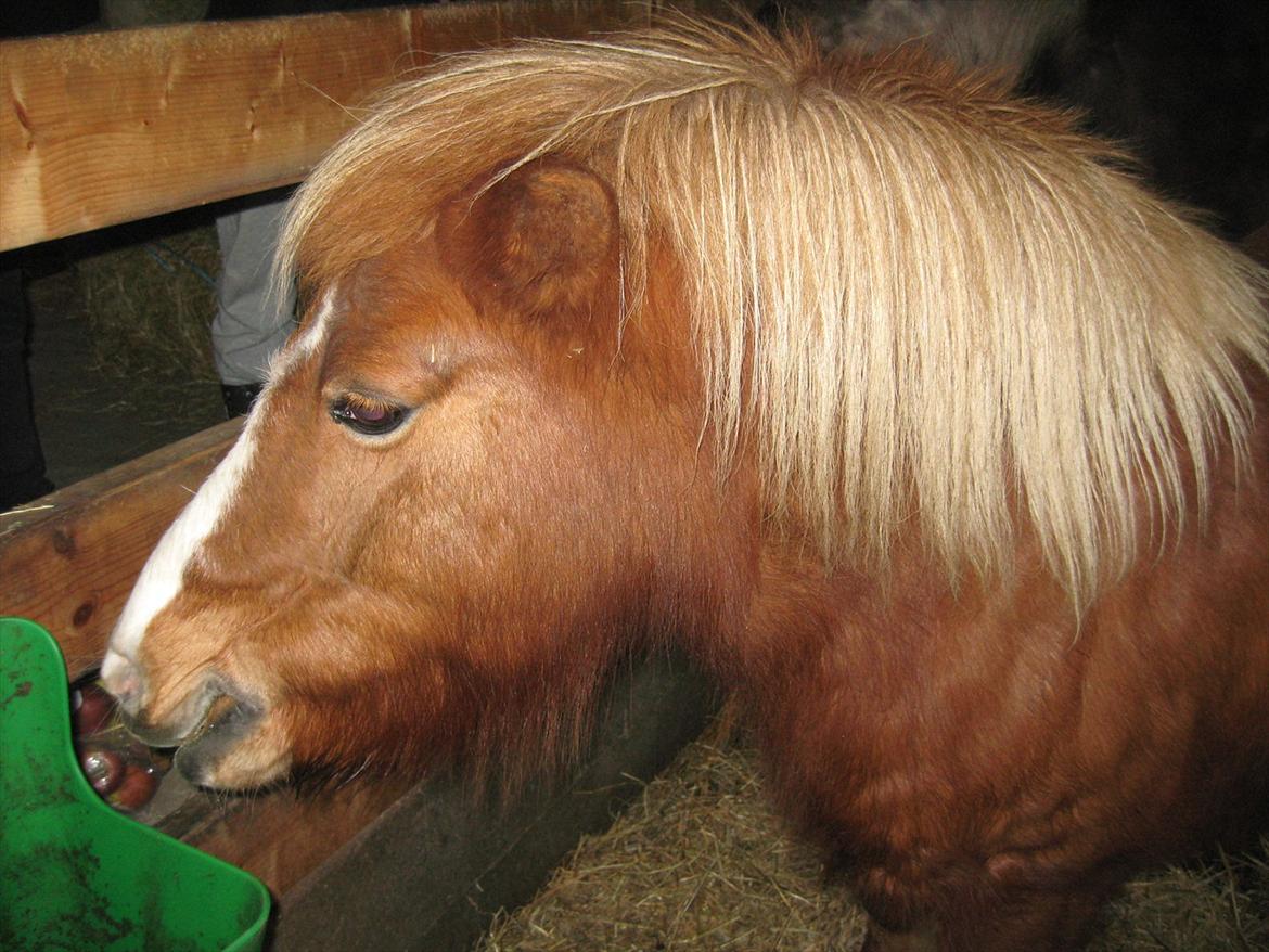Shetlænder Ronja  - Org. billede 19