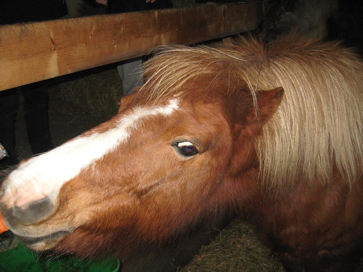 Shetlænder Ronja  - Stadig lige så nysgerrig og madglad!  billede 20