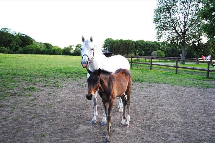 Hollandsk Sportspony Powergirl A-PONY - Powergirl og føllet Powerman <3 billede 17