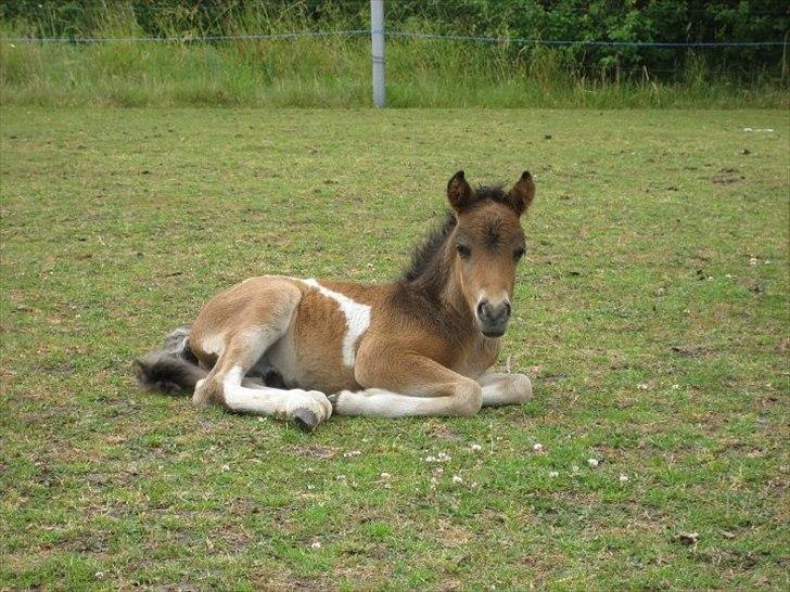 Anden særlig race Hannibal  (BFF<3) - Hannibal 4 uger gammel ;D billede 17