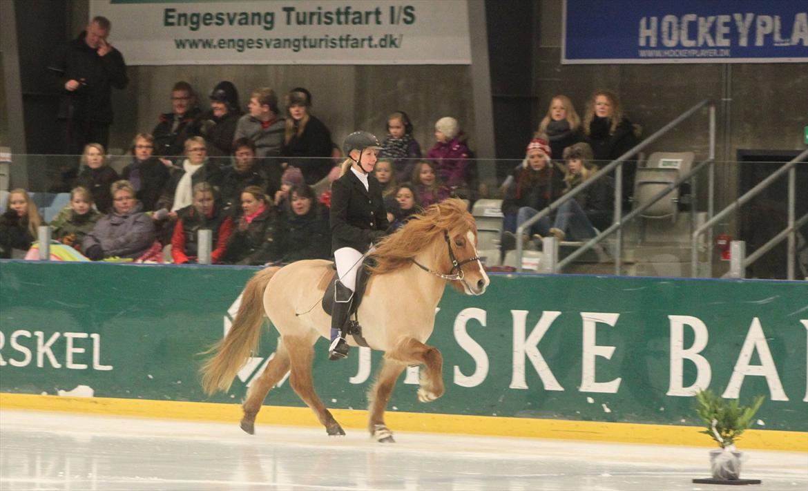 Islænder Kveikja fra Staurby - Min Kveikja og jeg til Istølt i Silkeborg 2011.. Det var ikke et ridt til vores bedste snit, men hold kæft en fed oplevelse!! Skal helt klart prøves igen!!  billede 13