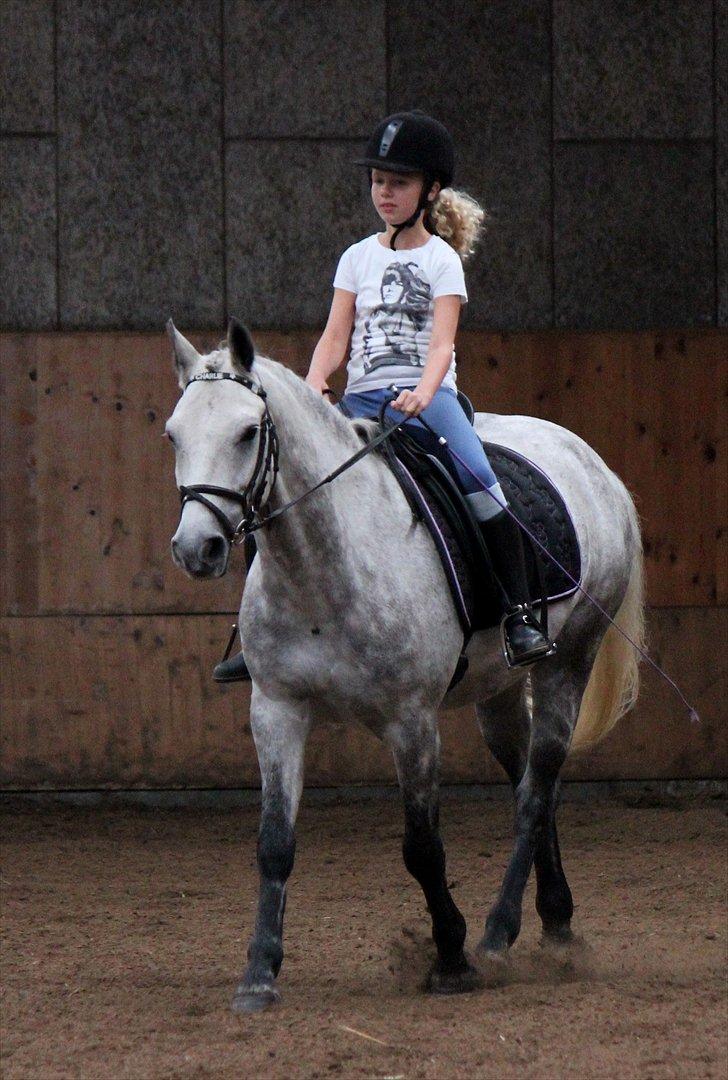 Anden særlig race Charlie billede 16