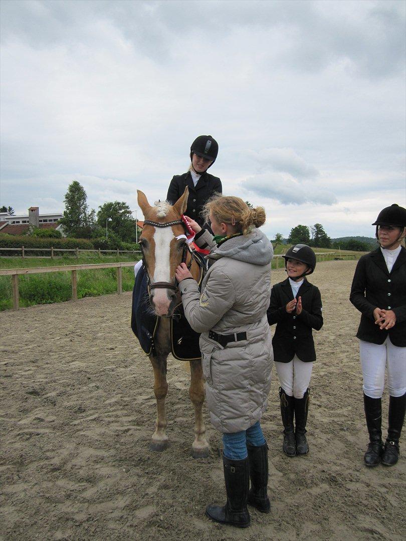 Haflinger Sally - Får sløjfen af B-r-f's berider Jeanne:-)
Foto: Frederikke billede 7