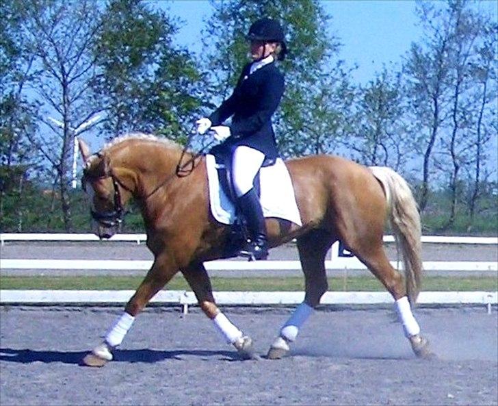 Palomino Tori  billede 12