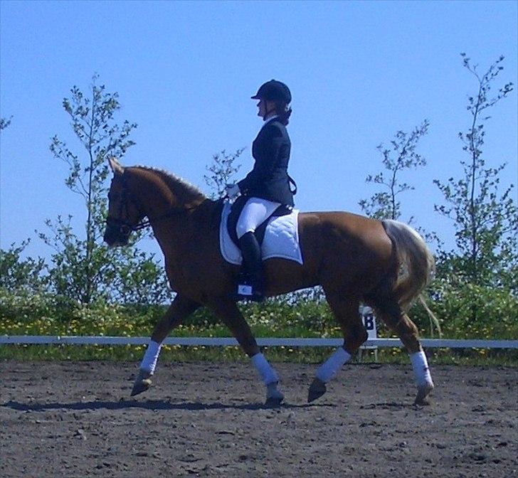 Palomino Tori  billede 13