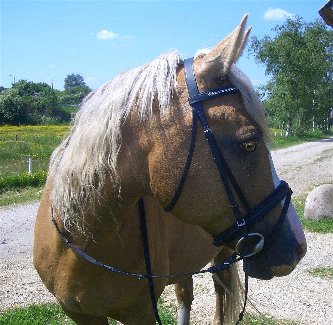 Palomino Tori  billede 14