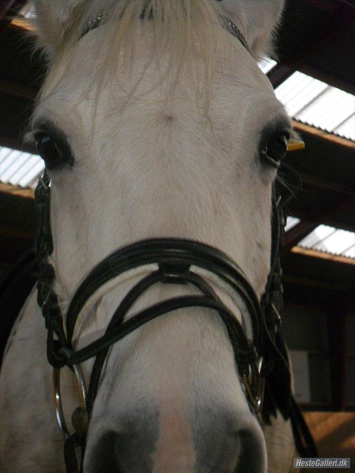 Anden særlig race Cedric Vasseur - Han har altid været nysgerrig ;-) billede 1